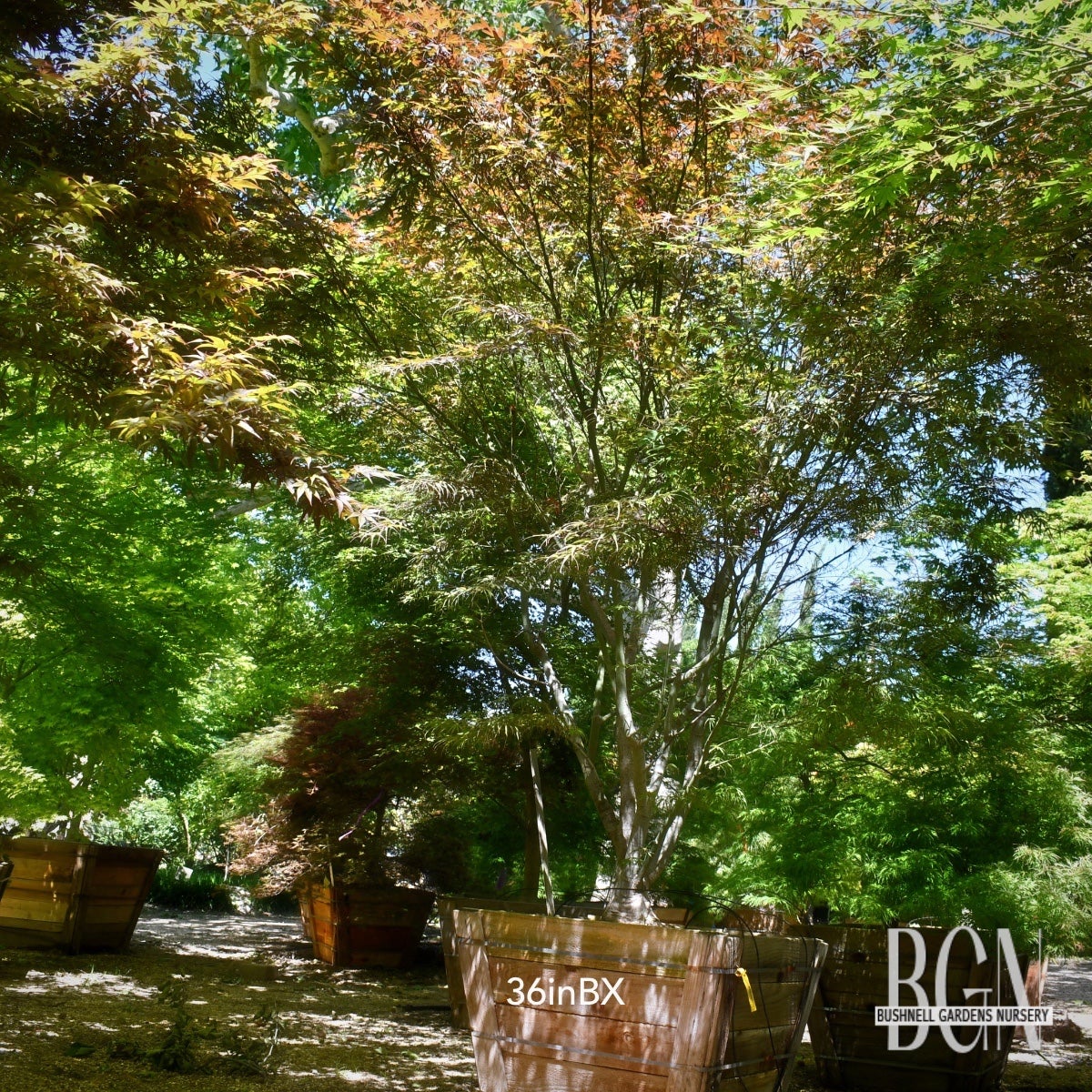 Acer palmatum 'Hubbs Red Willow' – Narrow Red Japanese Maple