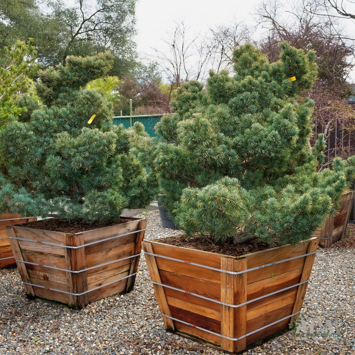 Pinus parviflora 'Cleary' 36inBX – Cleary Japanese White Pine