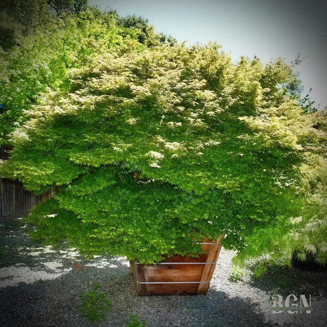 Japanese Maples in Granite Bay | Bushnell Gardens Nursery