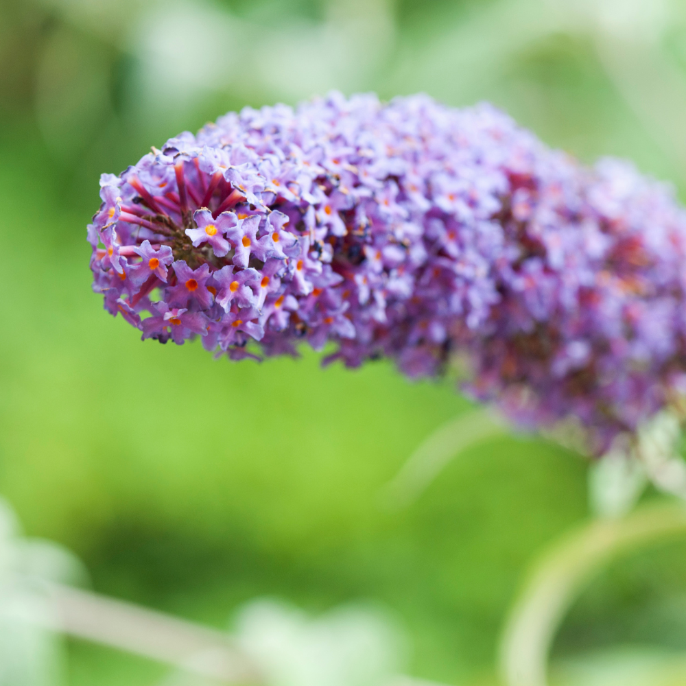 Buddleia Black Knight Butterfly Bush Plant (Purple Flowers) in a 10 in –  OnlinePlantCenter, image size:1000x1000