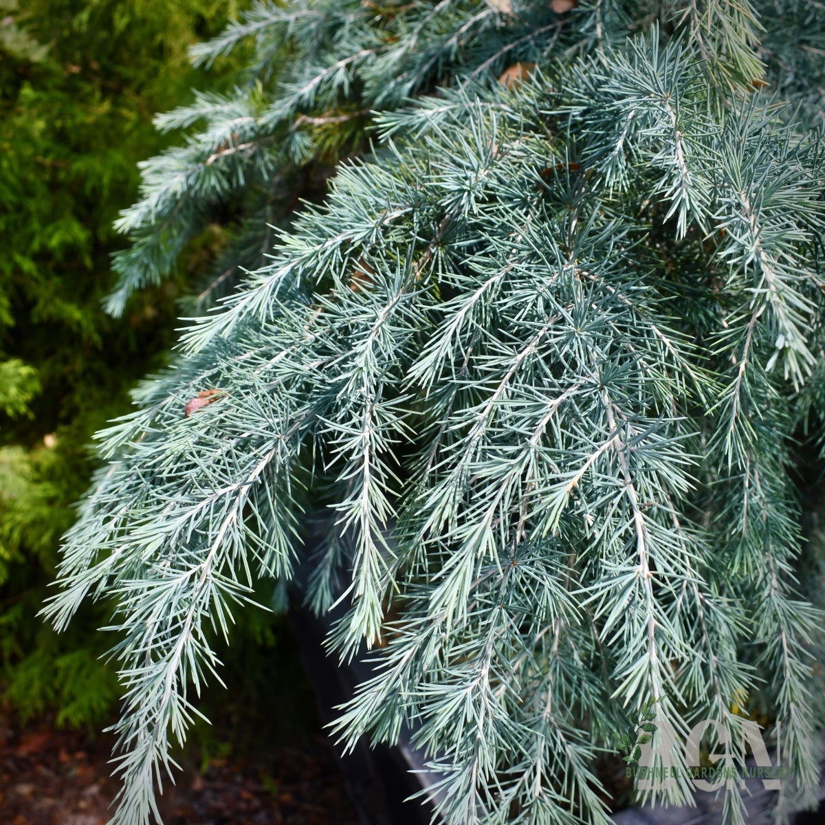 Cedrus deodara 'Feelin' Blue' 31inBX – Low Spreading Blue Cedar