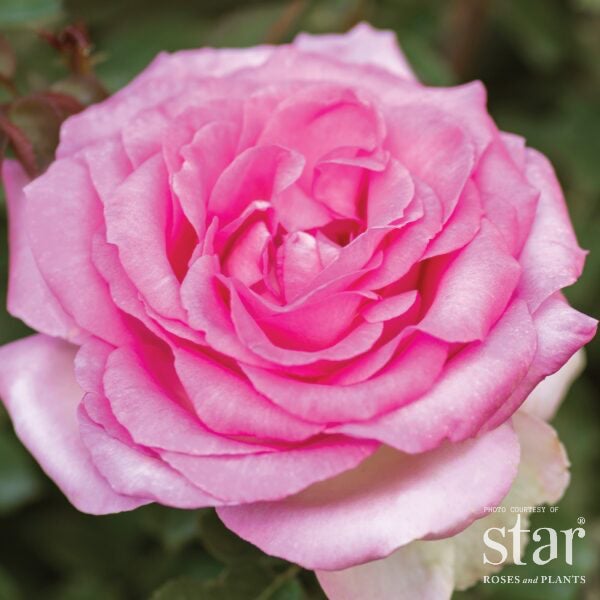 Eleganza® Beverly™ Rose – Fragrant Pink Hybrid Tea Rose | Bushnell