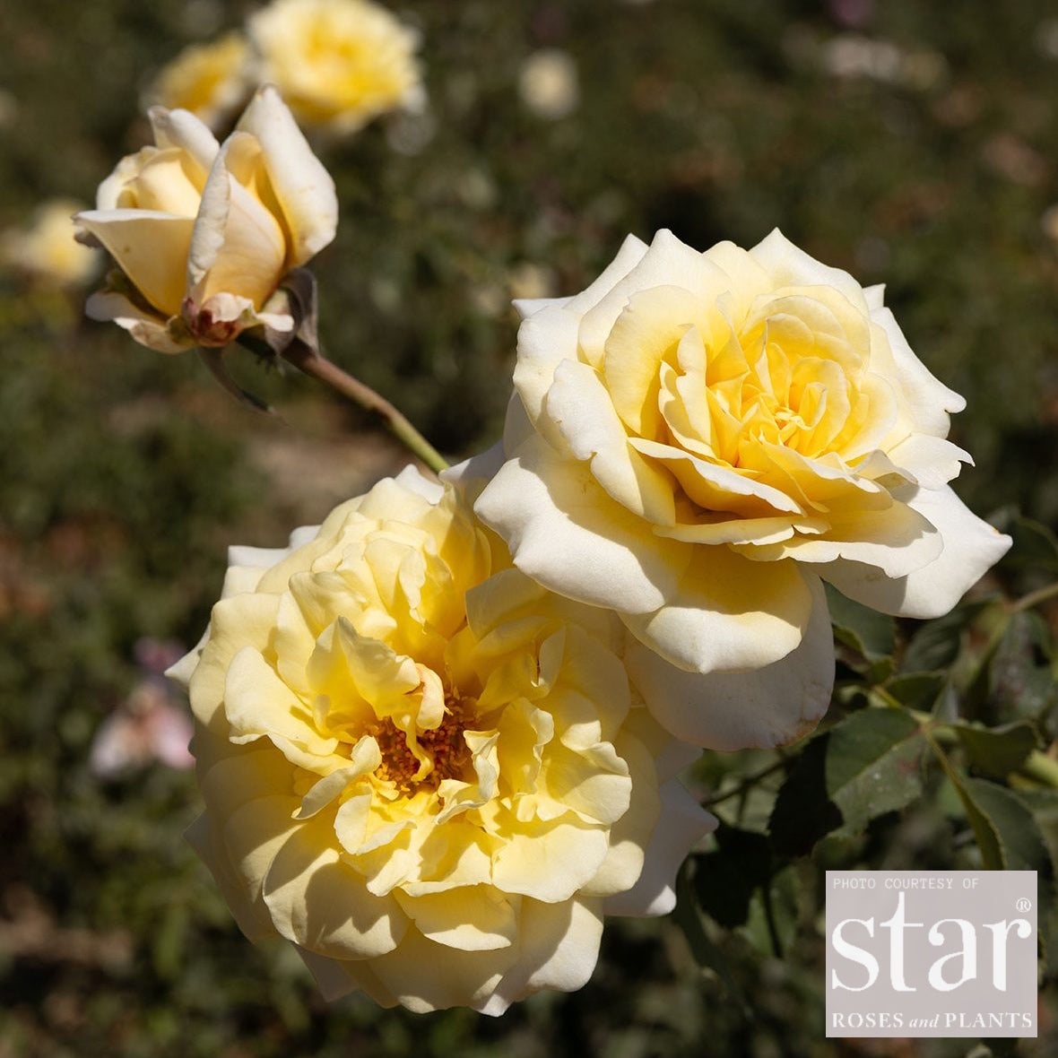 RS HYB Eleganza® Oh Happy Day™ | Bushnell Gardens Nursery