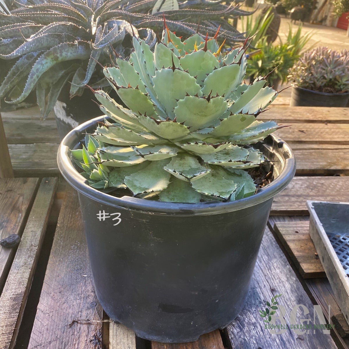 agave blattsteckling Agave 'Shaka Zulu' kaufen main image 1