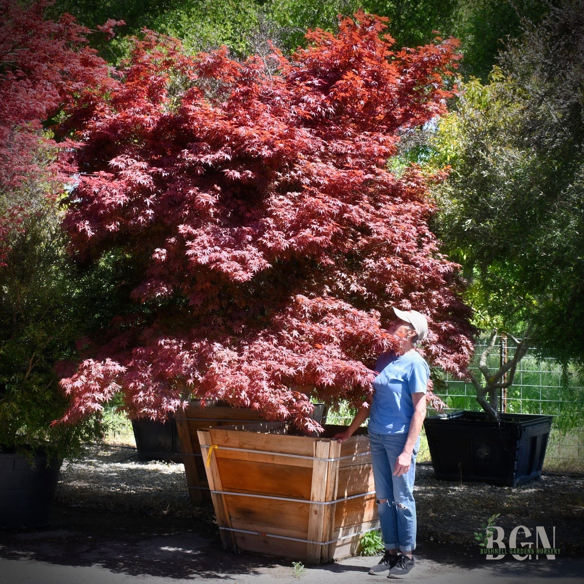 Acer palmatum 'Skeeter's Broom' – Red Japanese Maple | Bushnell