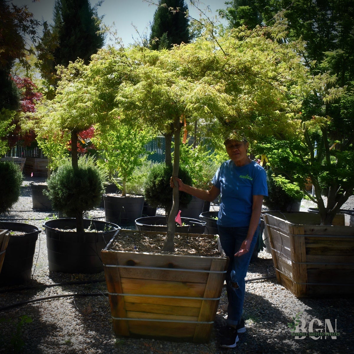 Acer palmatum dissectum 'Green Hornet' – Weeping Laceleaf Japanese