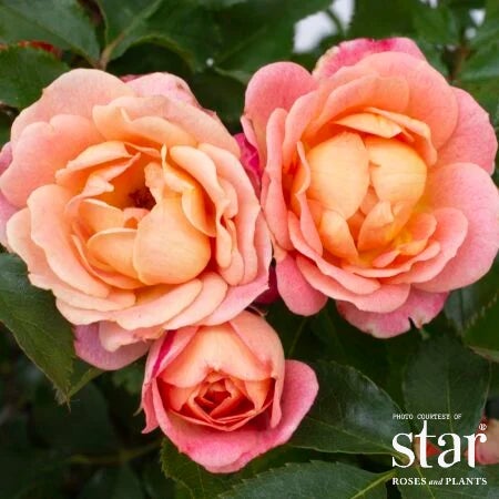 RS MINI Sunblaze® Peach Rose | Bushnell Gardens Nursery