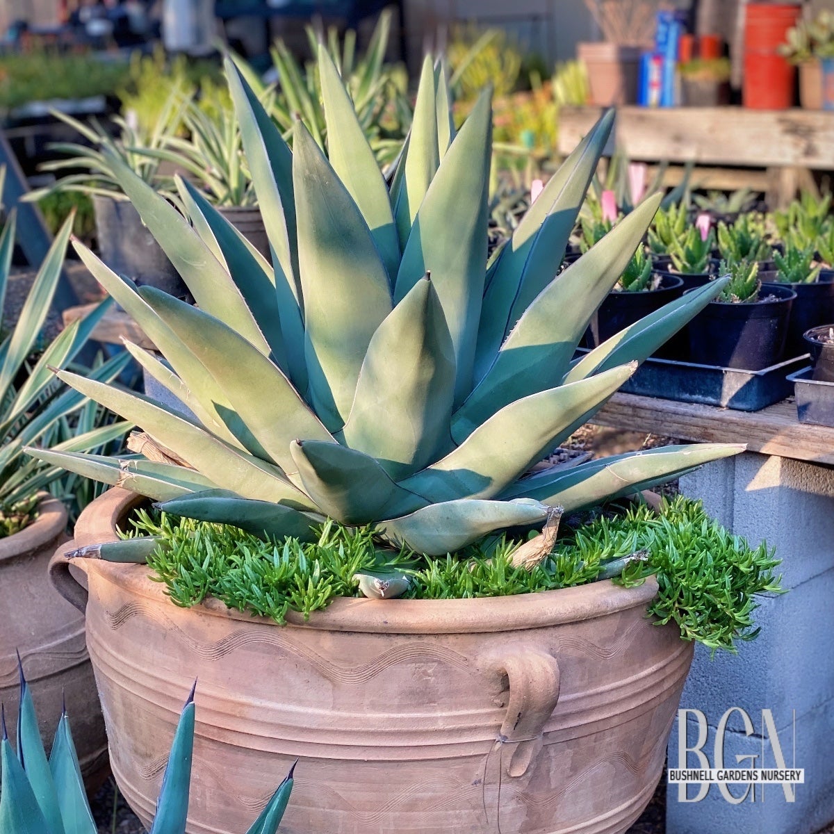 SUC Agave nickelsiae x scabra 'Sharkskin' | Bushnell Gardens Nursery