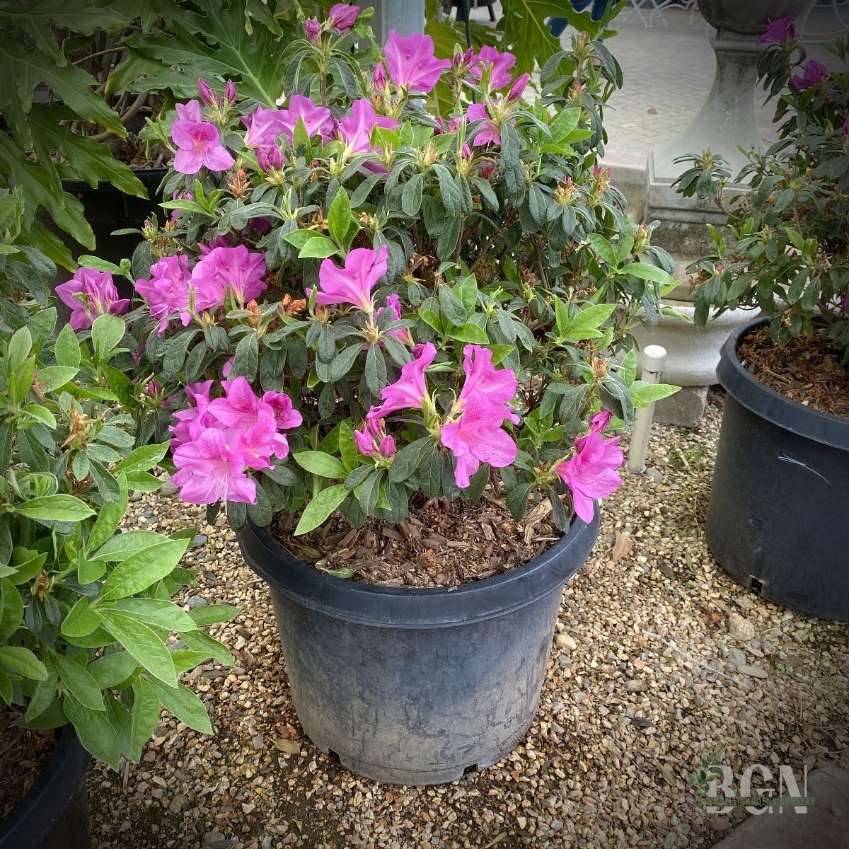 Azalea Bloom-A-Thon® Lavender – Reblooming Evergreen Azalea
