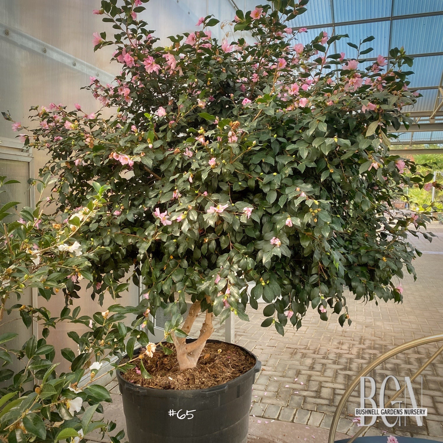 Azalea satsuki 'Nuccio's Wild Cherry' – Satsuki Evergreen Azalea