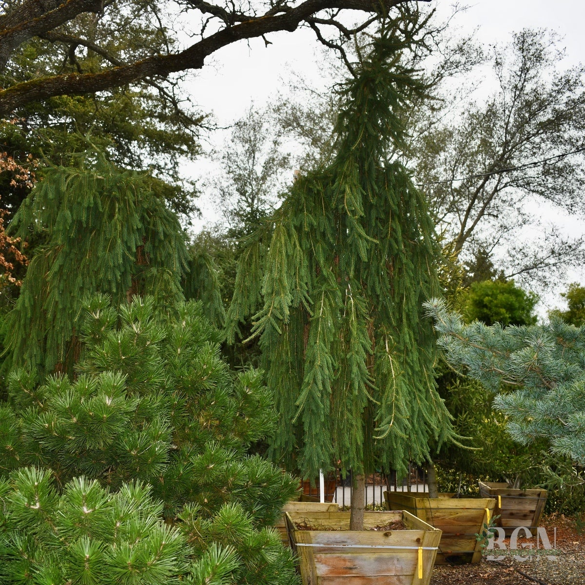 Picea abies 'Frohburg' 36inBX – Weeping Norway Spruce for
