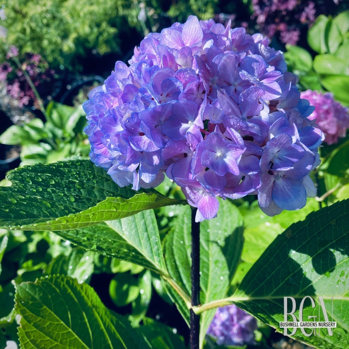 Hydrangea 'Nigra' #7sq | Black-Stemmed Mophead Hydrangea