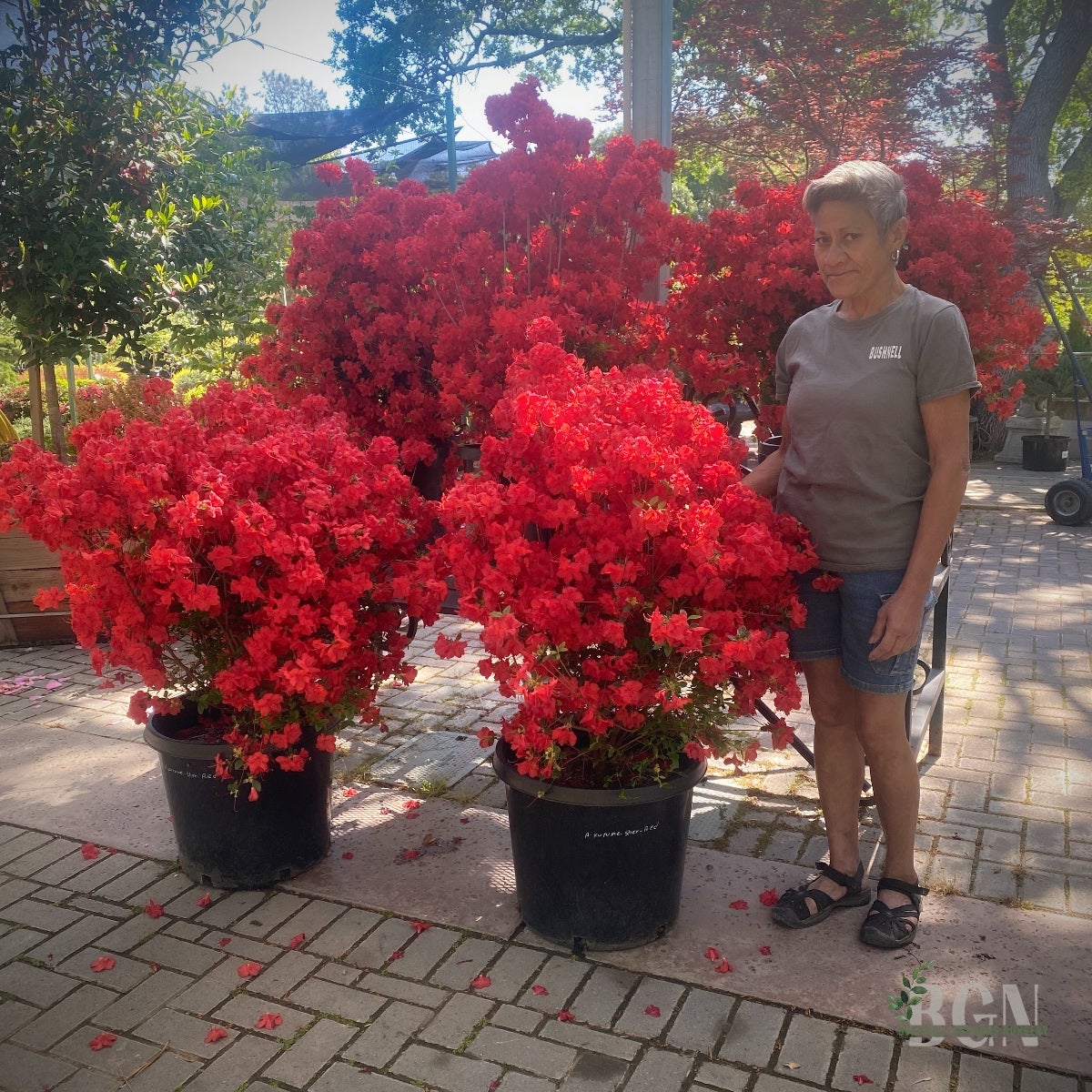 Azalea 'Sherwood Red' #15sq | Kurume Azalea with Vibrant Spring