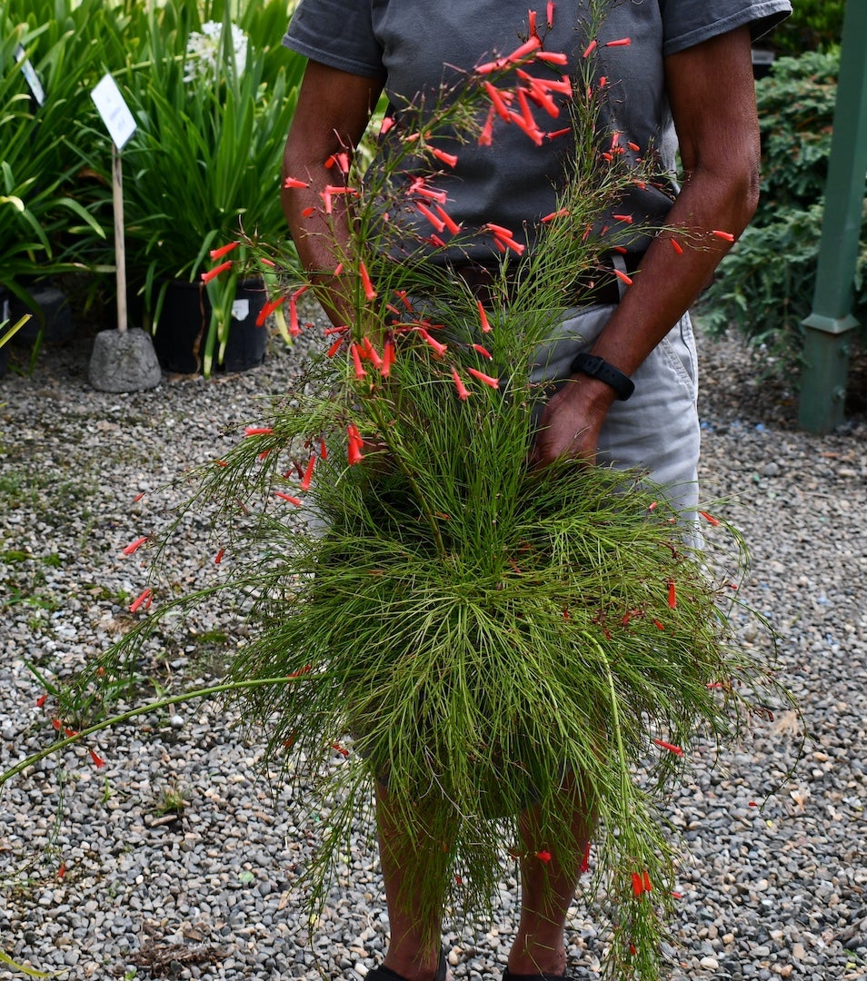 Russelia × 'St. Elmo's Fire' – Red Blooming Firecracker Plant
