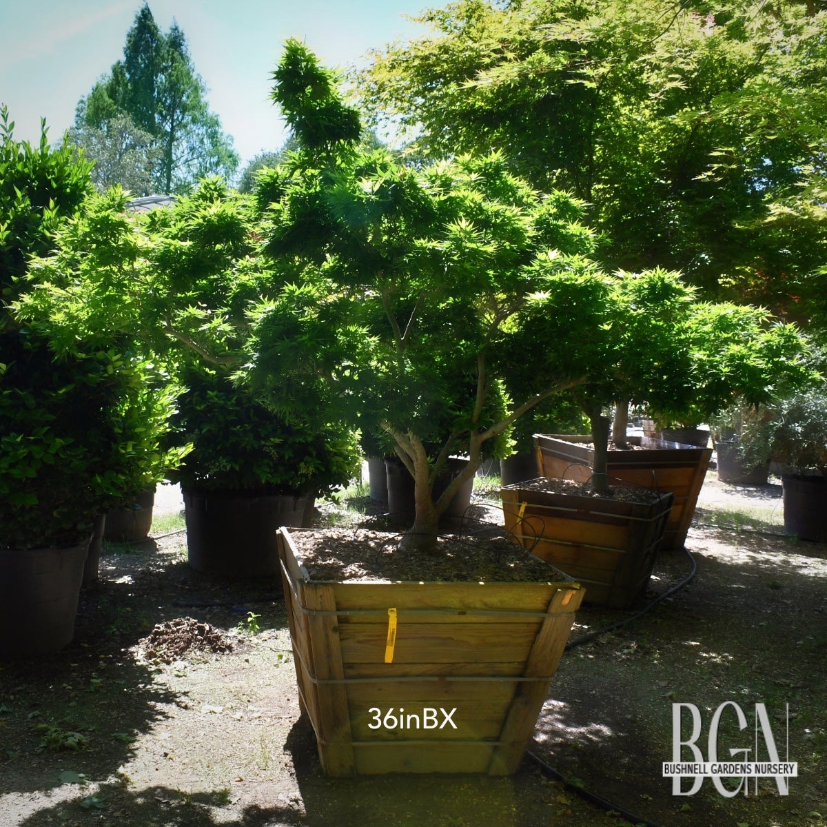 4smarts bonsai Bonsai Tree Grow Kit
