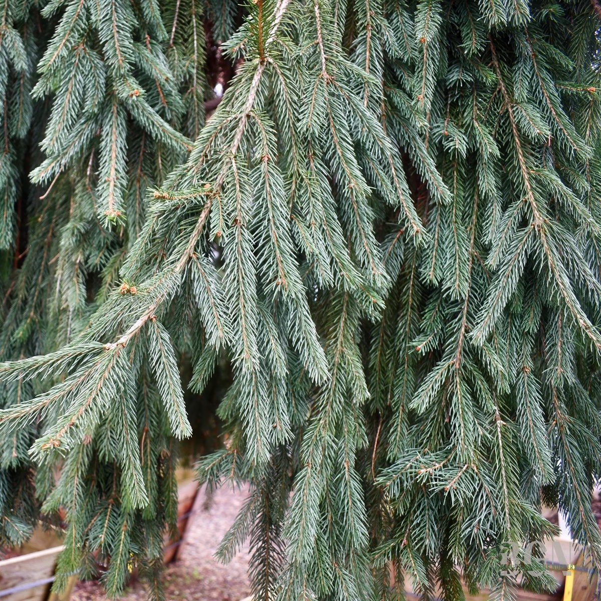 NOBU様　Picea abies nordmanniana コニファー　苗 Abies nordmanniana 'Pendula' Weeping Nordmann Fir — Mr Maple