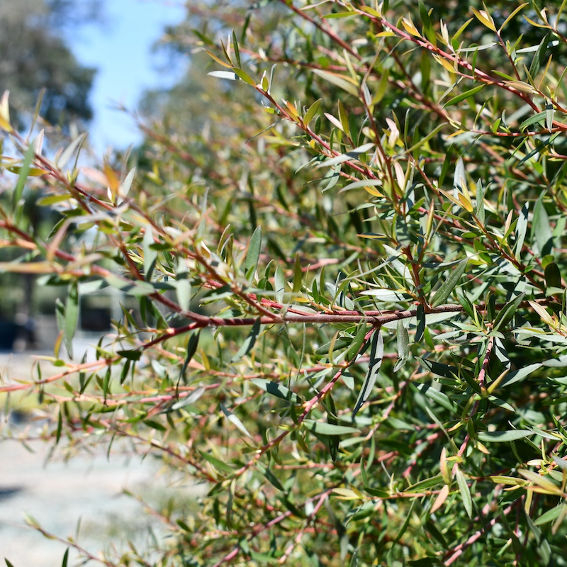 SHR Leptospermum scop Dark Shadows | Bushnell Gardens Nursery
