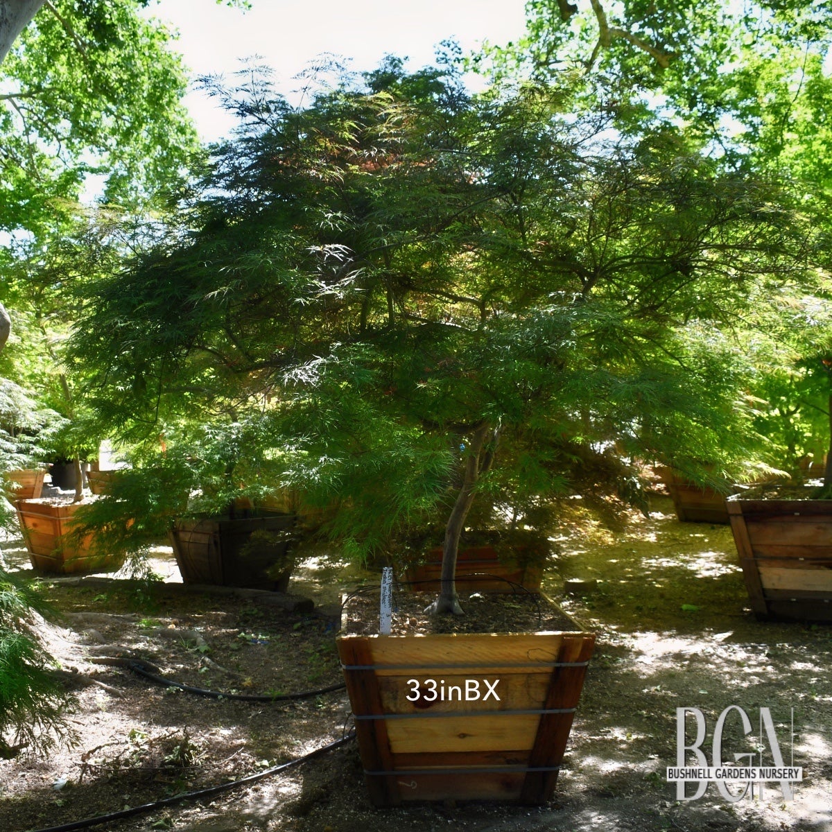 Acer palmatum 'Inaba shidare' – Mature Cascading Red Japanese
