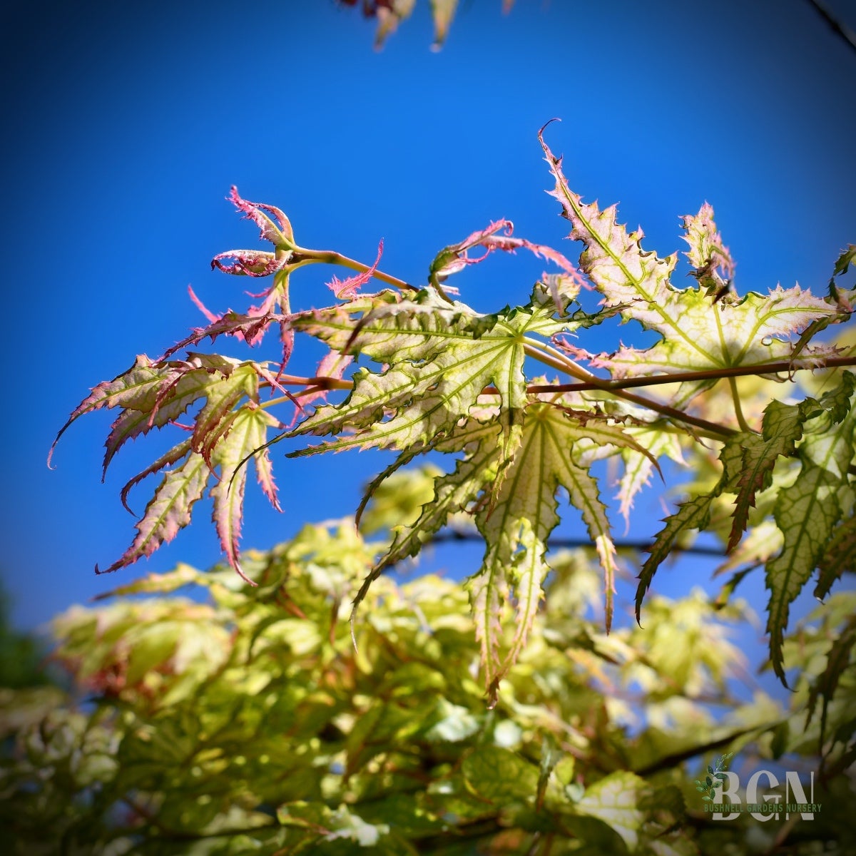 Acer palmatum 'Peaches and Cream' – Variegated Japanese Maple