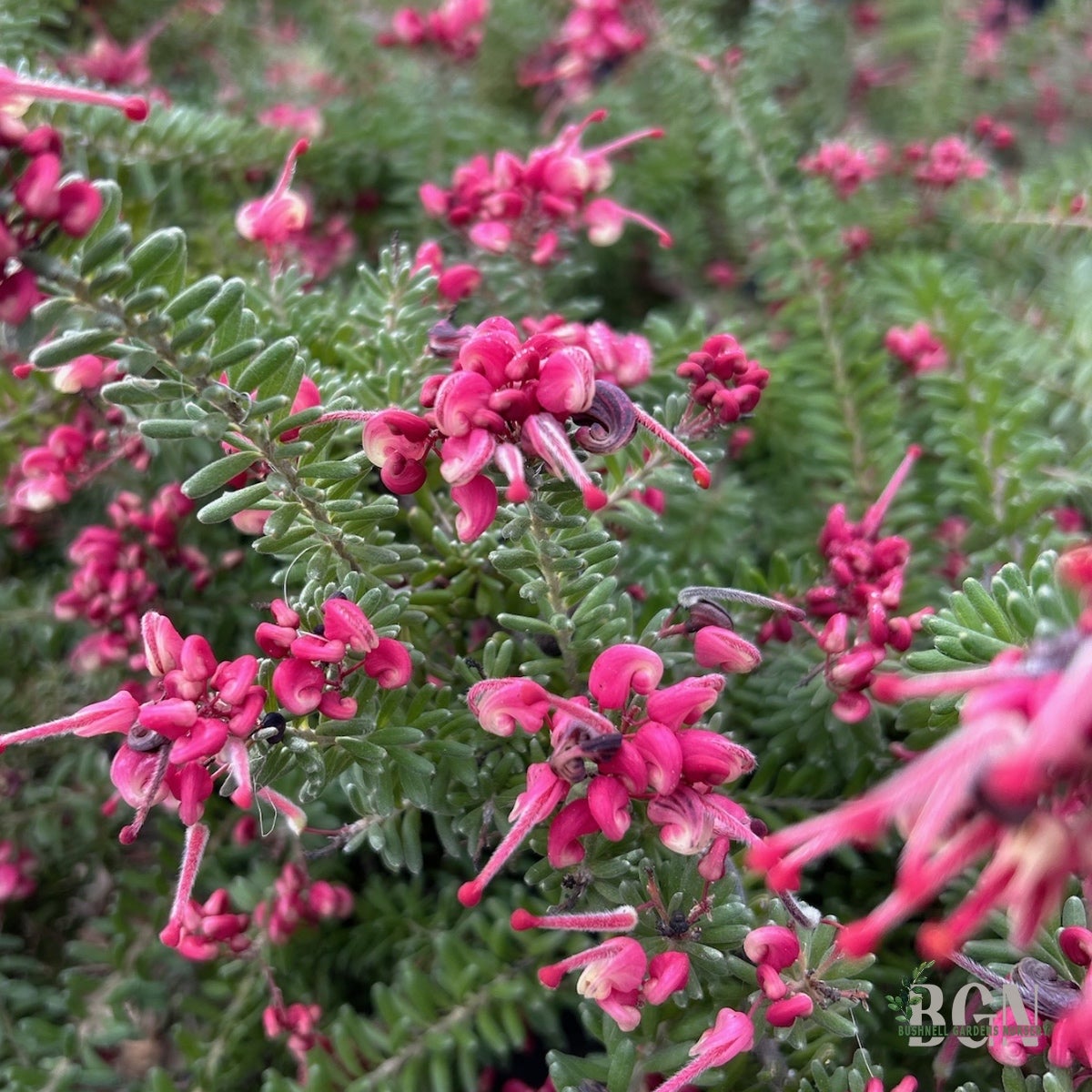 SHR Grevillea lanigera 'Coastal Gem' #5SQ | Bushnell Gardens Nursery