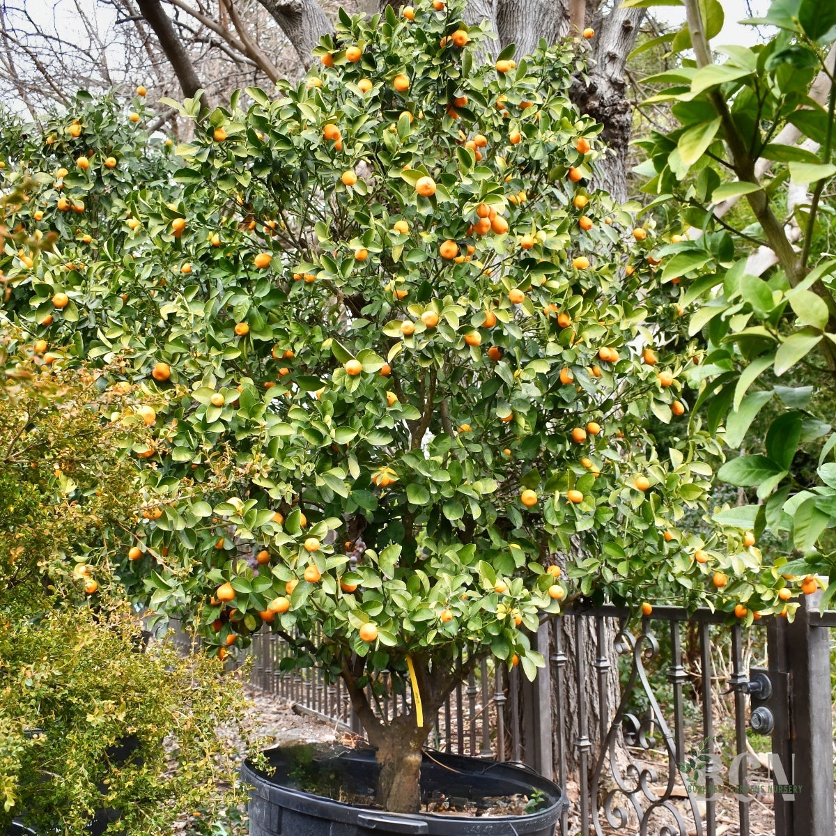 maramフルーツ Fukushu Kumquat Tree 33inBX | Sweet-Tart Citrus for Patio