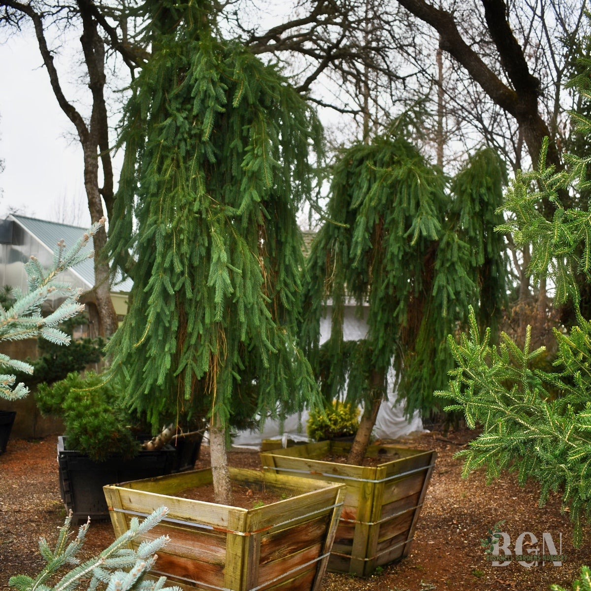 Picea abies 'Frohburg' 36inBX – Weeping Norway Spruce for