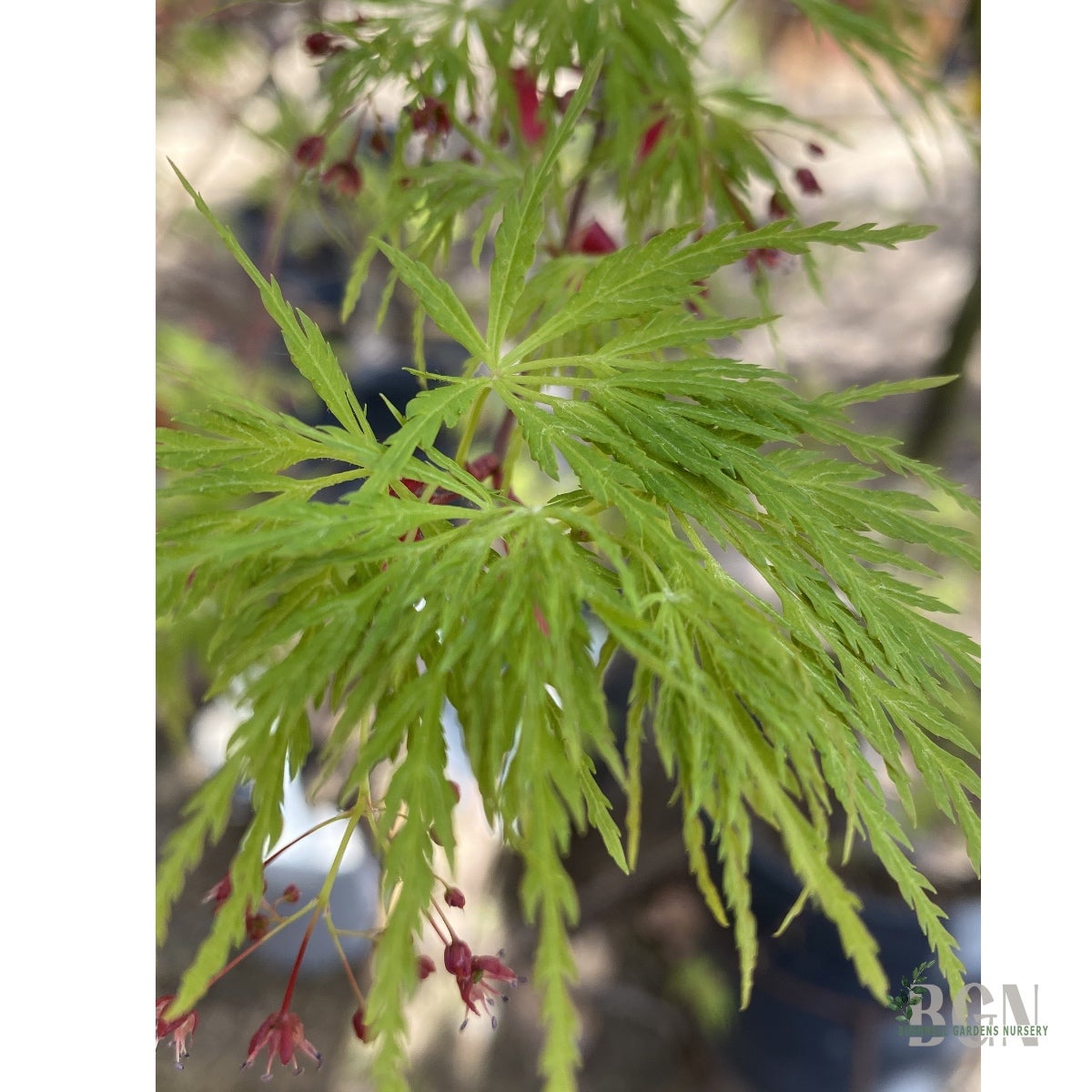 Acer palmatum 'Chitose-Yama' – Cascading Burgundy Japanese Maple