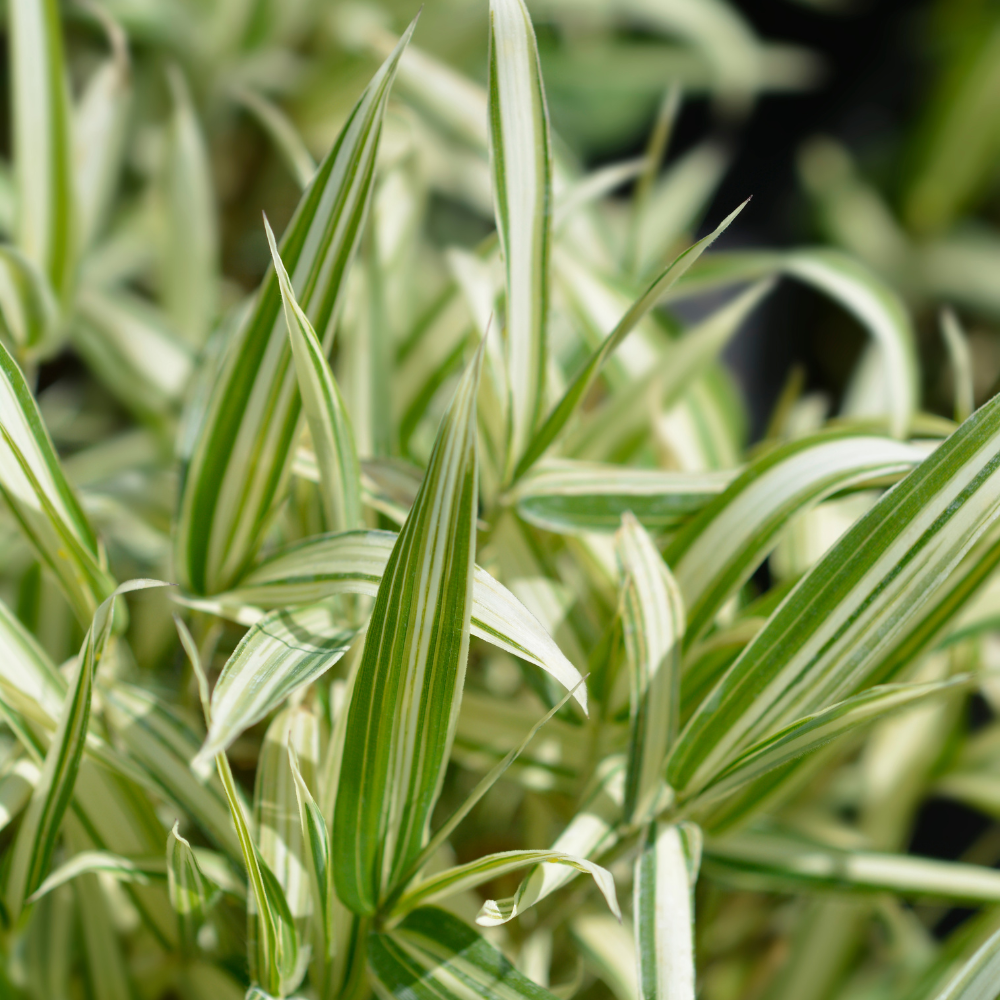Pleioblastus fortunei 'Variegatus'  Variegated Dwarf Bamboo | Bushnell  Gardens Nursery