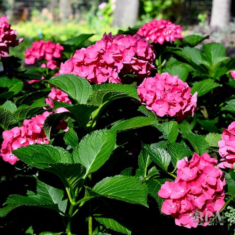 Azalea kurume 'Sherwood Red' – Red Kurume Azalea | Bushnell