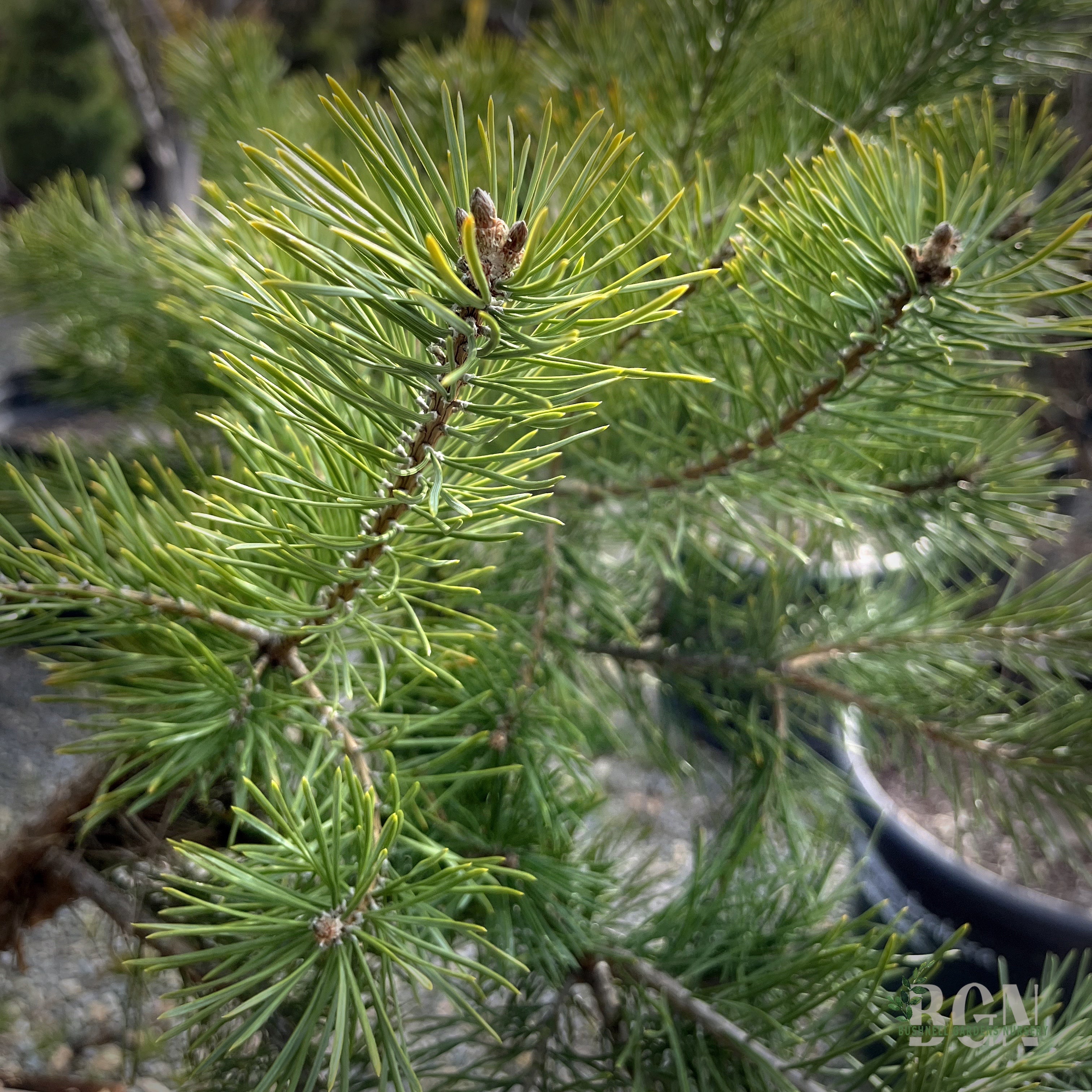 Pinus sylvestris 'Hillside Creeper' 36inBX – Spreading Scots Pine