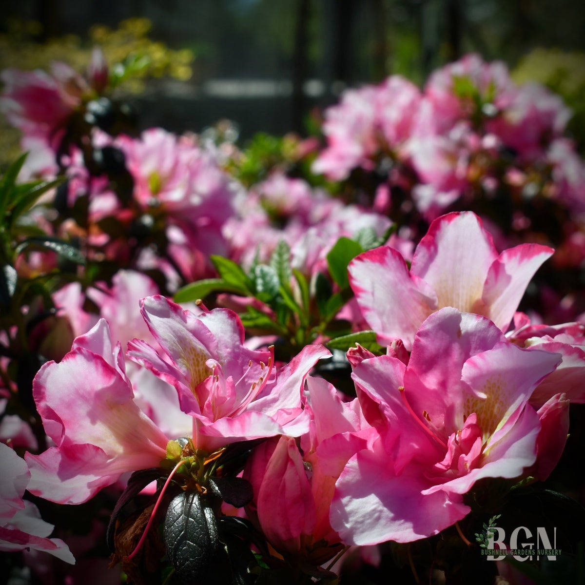 Haru＊Flower／ Haru - Windflower Florist