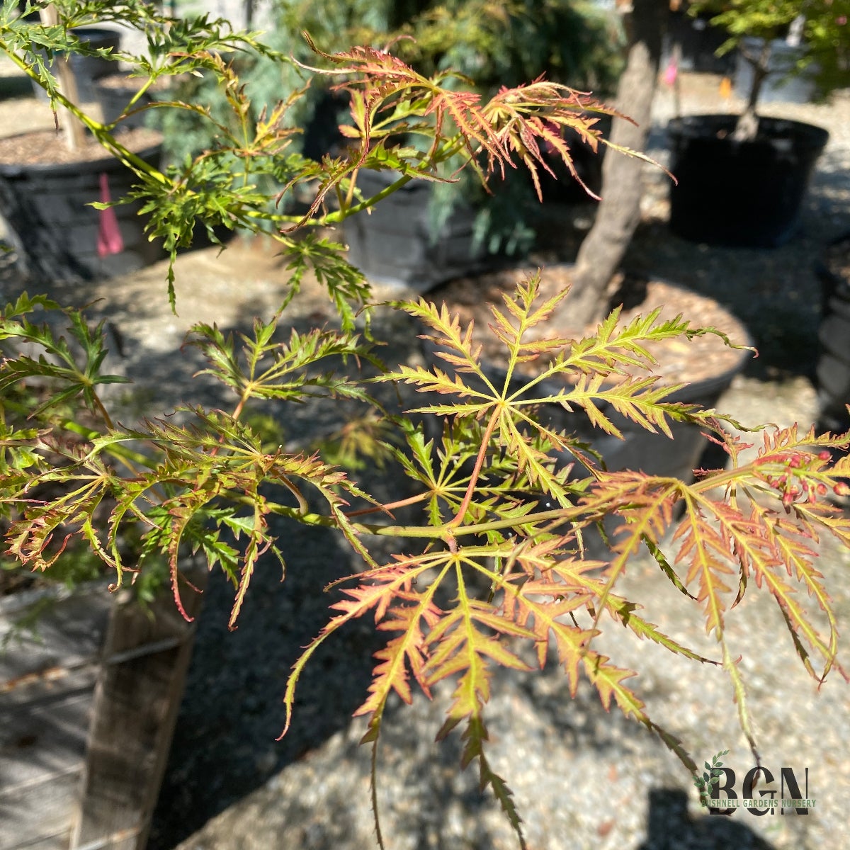 PW ccs-momoko「Autumnal tints」Yellow Leaf Acer palmatum dissectum 'Green Hornet' – Weeping Laceleaf Japanese