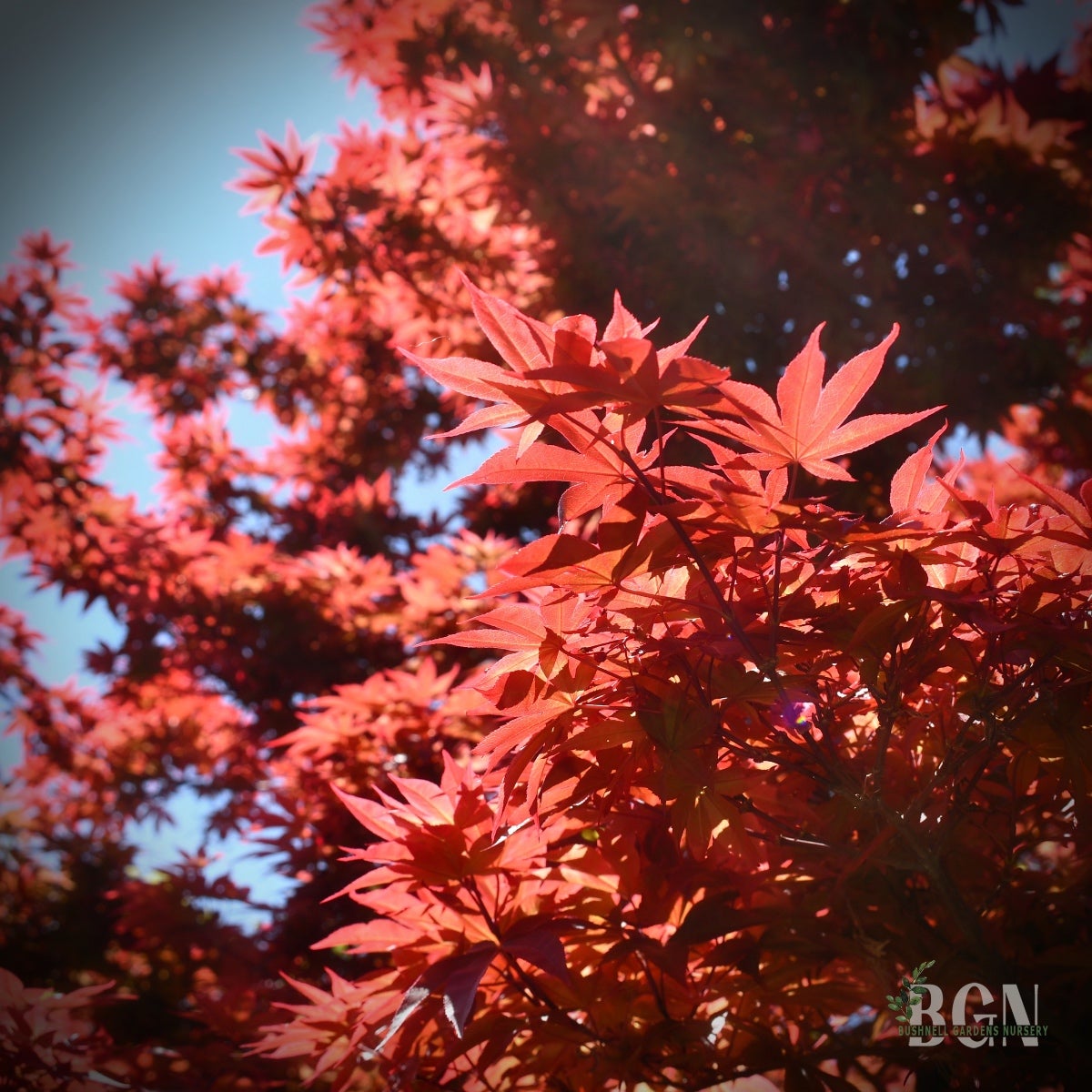 その他 red tree Maple - Japanese Twombly's Red Sentinel – Plant Me Green