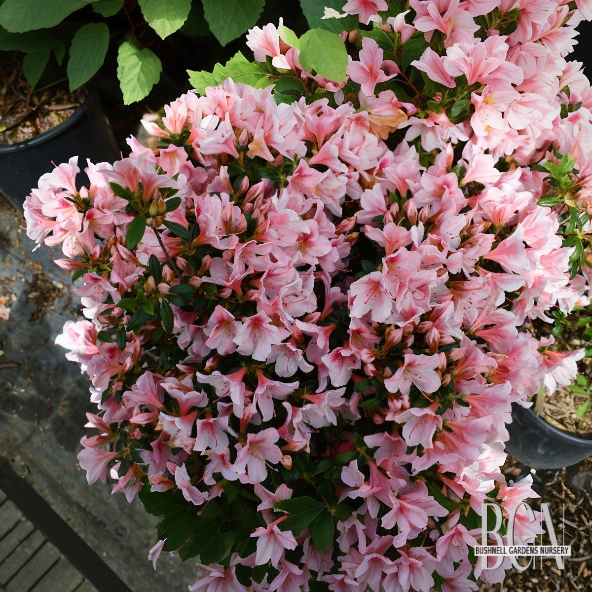 Azalea indica 'Pink Bubbles' – Pink Blooming Evergreen Azalea