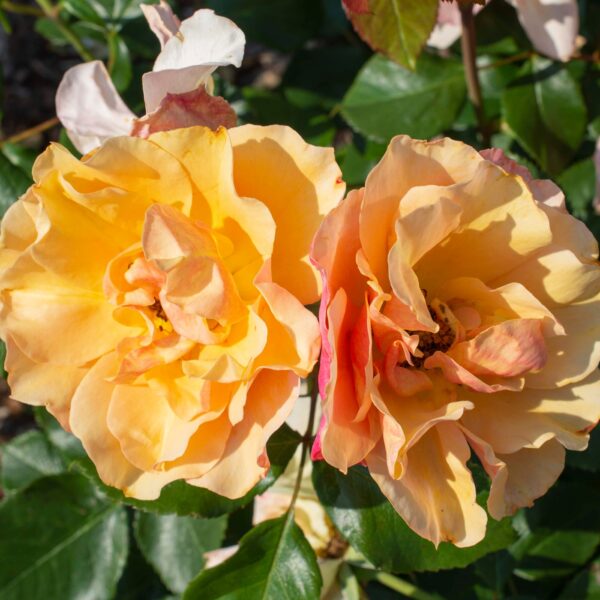 ROSES | Bushnell Gardens Nursery