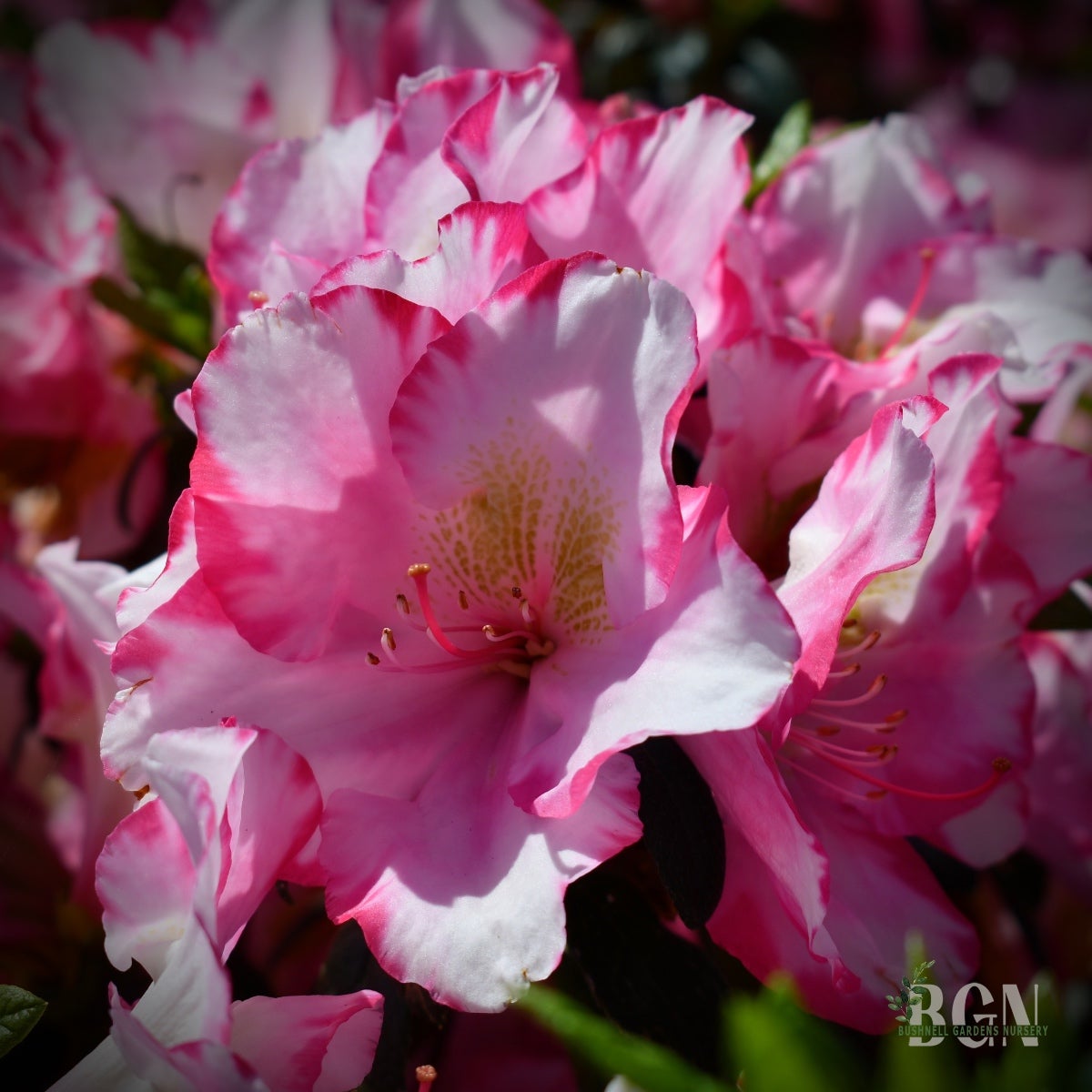 Haru＊Flower／ Azalea 'Haru No Hibiki' — Green Acres Nursery & Supply