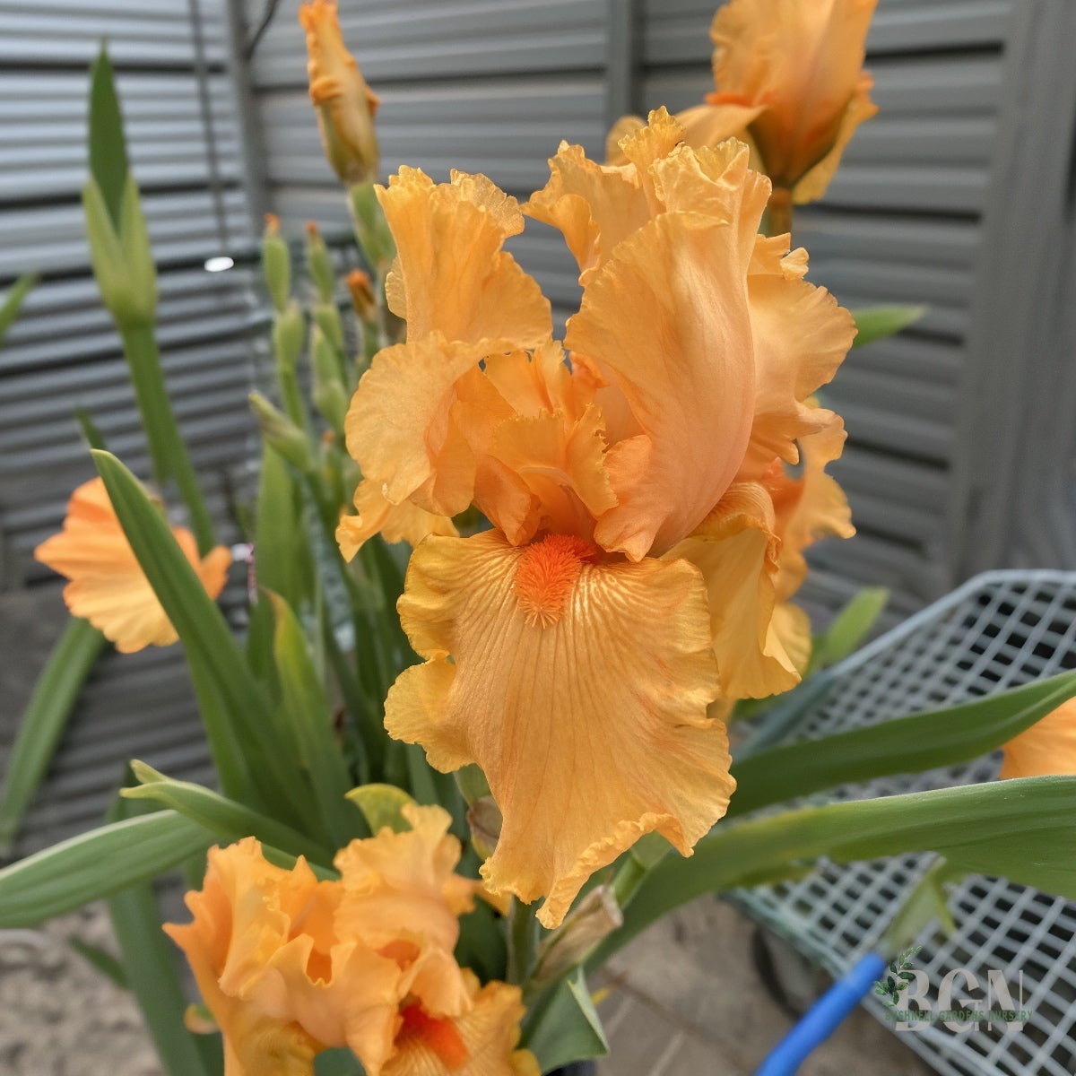 Iris 'Skyfire' #1 | Fiery Bearded Iris for Spring Color | Bushnell