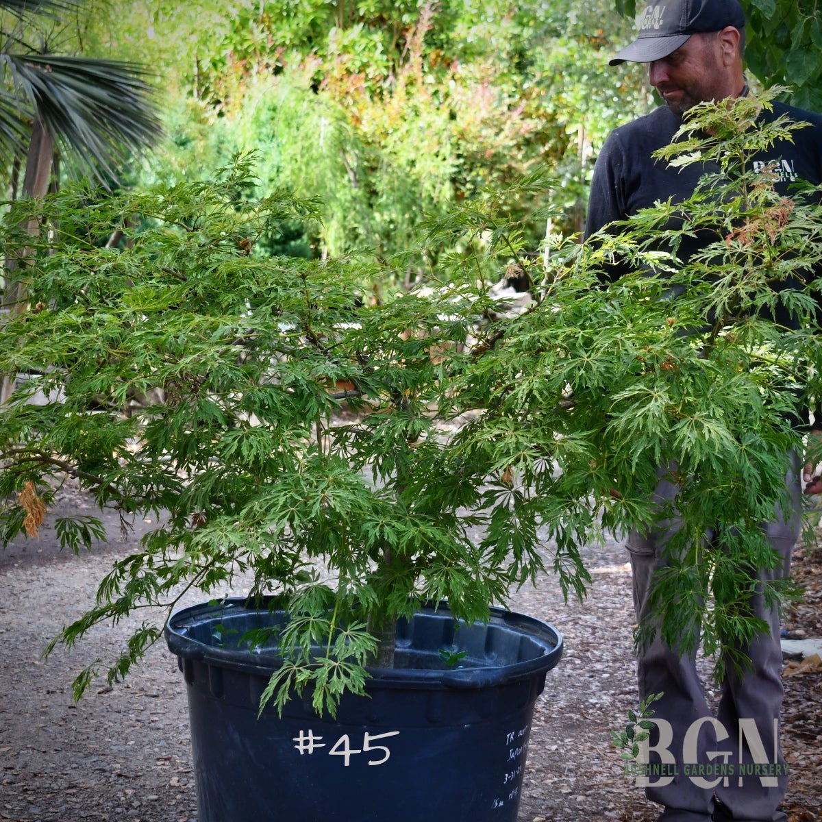 JAPANESE MAPLES | Bushnell Gardens Nursery