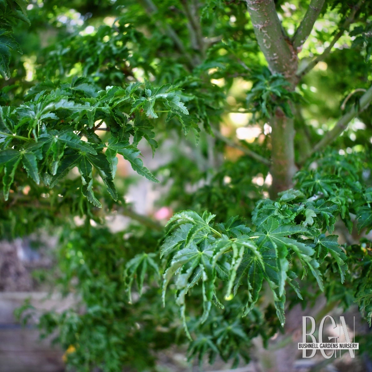 Acer palmatum 'Shishigashira' – Compact Lion's Head Japanese Maple