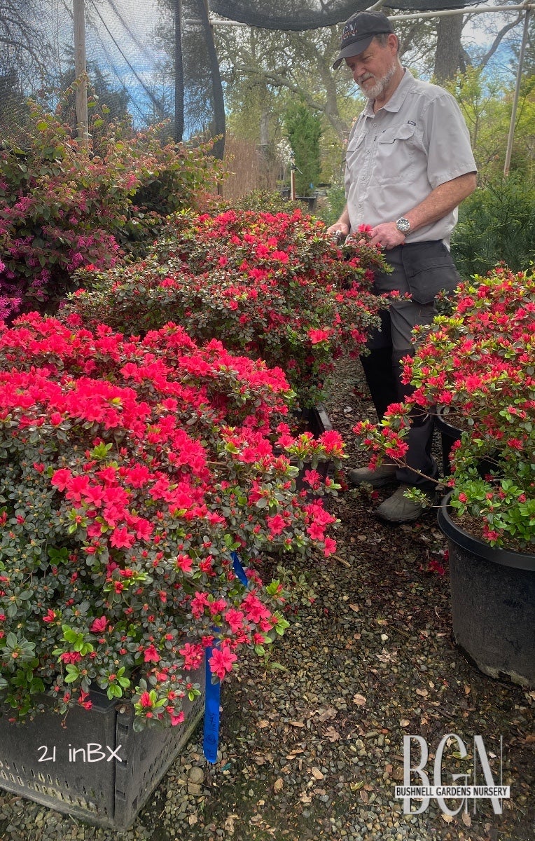 Azalea kurume 'Sherwood Red' – Red Kurume Azalea | Bushnell