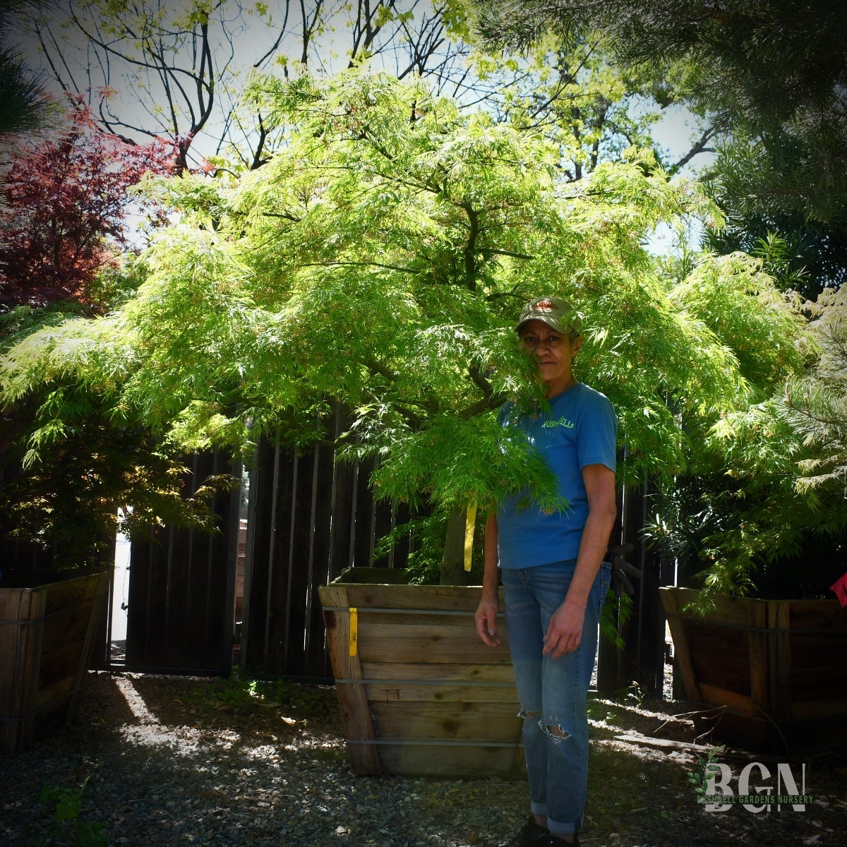 morimori Acer palmatum dissectum 'Sekimori' – Elegant Green Weeping