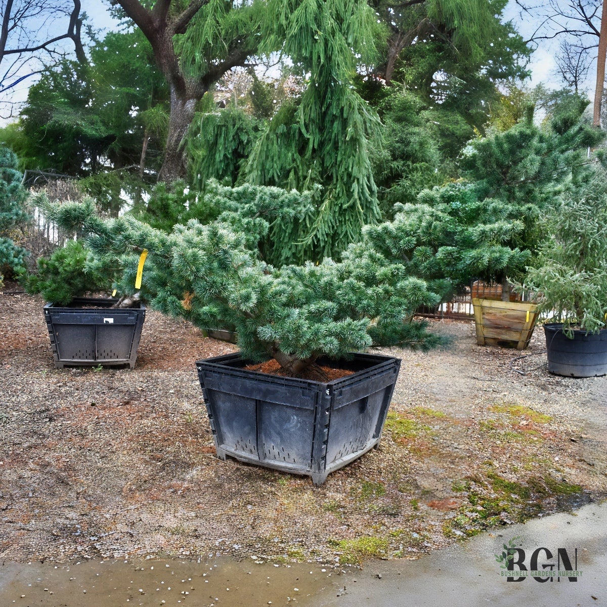 Pinus parviflora 'Fukuzumi' 36inBX – Elegant Japanese White Pine