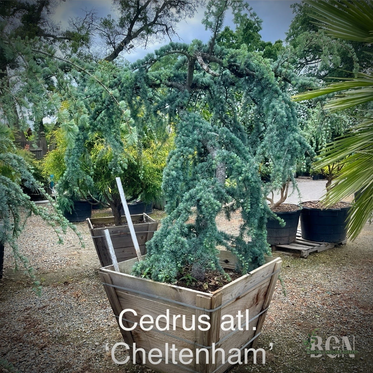 Cedrus atlantica 'Cheltenham' 36inBX – Compact Blue Atlas Cedar
