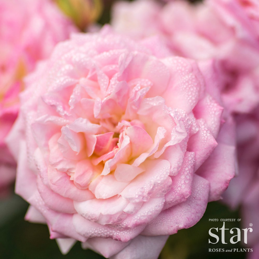 Sweet Drift® Rose – Pink Groundcover Rose | Bushnell Gardens