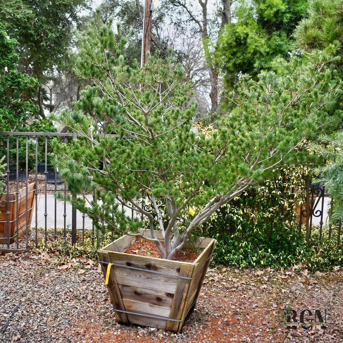 Pinus parviflora 'Ko-Ku-Ho' 30inBX – Petite Japanese White Pine