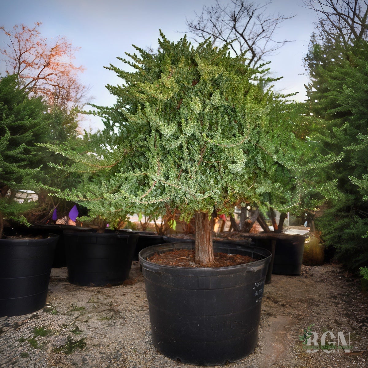 Juniperus procumbens 'Nana' STD #45 – Dwarf Japanese Garden