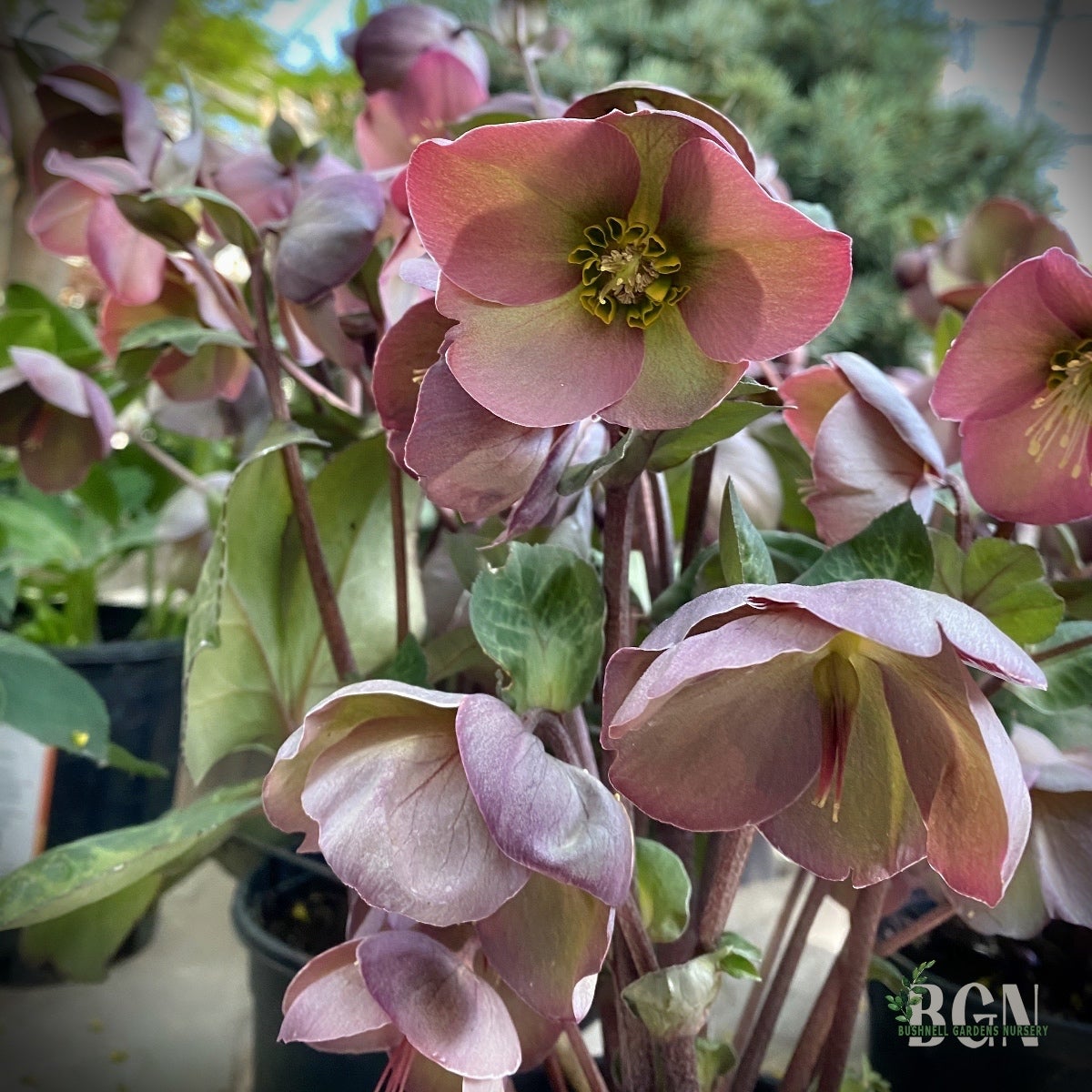 Beautiful Bergenia! These evergreen plants are deer resistant! Their  glossy, thick leaves may not be appealing to deer, but they sure are to us.  Plant these long blooming perennials in sun to, image size:1200x1200