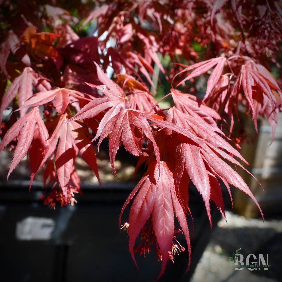 Acer palmatum 'Oregon Sunset' – Compact Red Japanese Maple