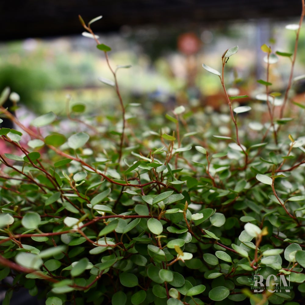 GC Muehlenbeckia axillaris 'Wire Vine' | Bushnell Gardens Nursery
