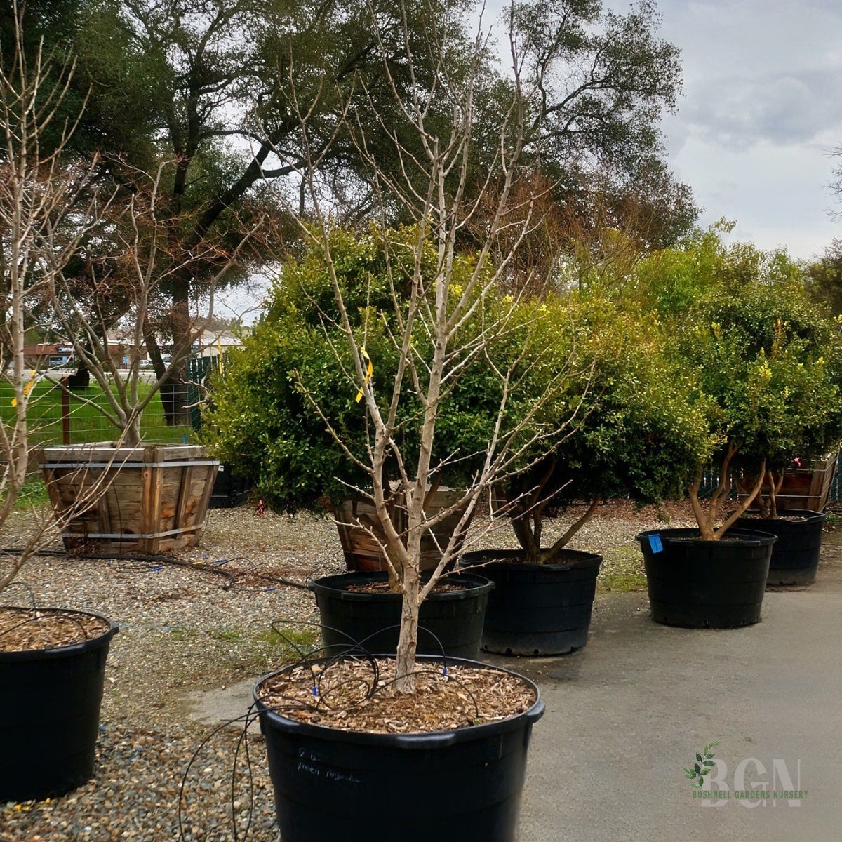Ginkgo biloba 'Green Pagoda' #65 – Unique Upright Ginkgo with Rich